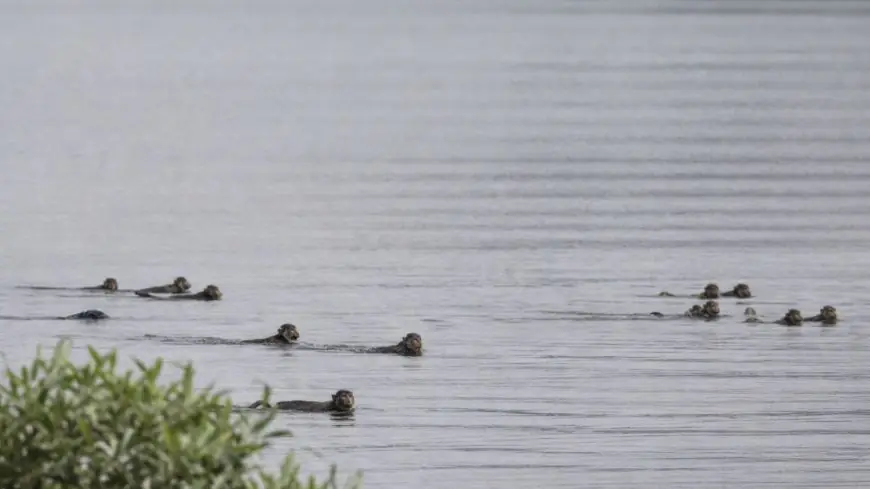 Why Everyone Is Searching for the Fearless Monkey Rescue Video From Odisha Today